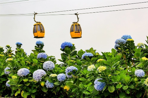 Những bông cẩm tú cầu đa sắc giữa khung cảnh nên thơ với điểm nhấn là cáp treo một dây, tạo nên cảnh quan kỳ vĩ làm say lòng du khách.