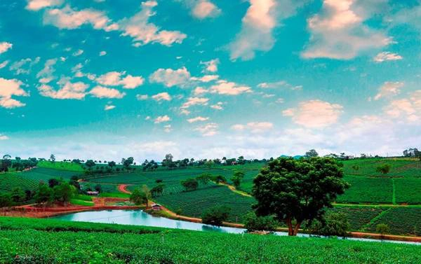Màu xanh của bầu trời, của cây, hồ nước tại đồi chè Bảo Lộc khiến du khách không muốn rời đi. Màu xanh của bầu trời, của cây, hồ nước tại đồi chè Bảo Lộc khiến du khách không muốn rời đi.