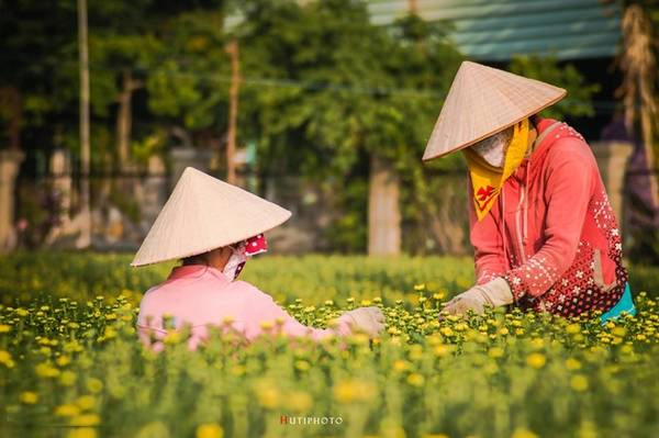 Làng hoa huyện Tân Thành, Bà Rịa - Vũng Tàu vào mùa thu hoạch hoa cúc. Làng hoa huyện Tân Thành, Bà Rịa - Vũng Tàu vào mùa thu hoạch hoa cúc.