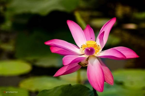 Hoa sen trong hồ của Trúc lâm Thiền Viện (Cần Thơ). Hoa sen trong hồ của Trúc lâm Thiền Viện (Cần Thơ).