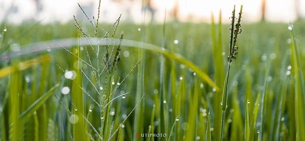 Những giọt sương sớm trên ruộng lúa thuộc huyện Tri Tôn, An Giang. Những giọt sương sớm trên ruộng lúa thuộc huyện Tri Tôn, An Giang.
