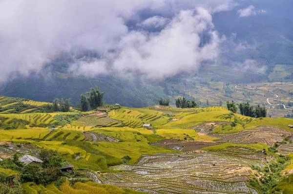 Màu sắc đối lập của những ô ruộng bậc thang đã gặt xong, và đang chờ thu hoạch ở Y Tý, Lào Cai. Màu sắc đối lập của những ô ruộng bậc thang đã gặt xong, và đang chờ thu hoạch ở Y Tý, Lào Cai.