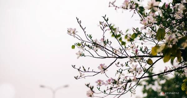 Hoa ban trong sương sớm ở Điện Biên. Hoa ban trong sương sớm ở Điện Biên.