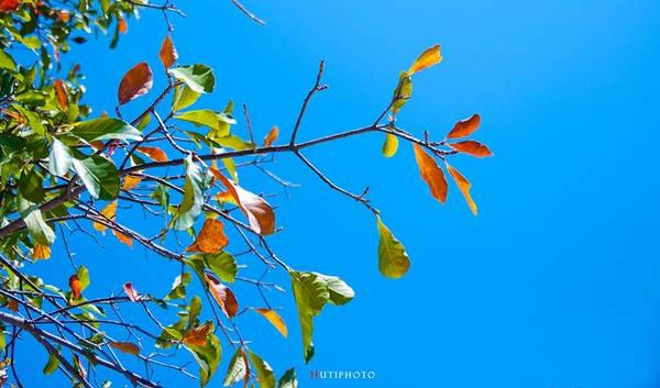 Những tán lá bàng chuyển dần sang sắc đỏ báo hiệu mùa thu đang về. Những tán lá bàng chuyển dần sang sắc đỏ báo hiệu mùa thu đang về.