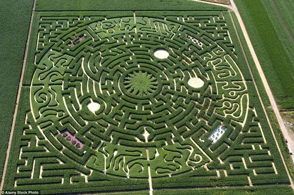 Le labyrinthe des Sortilèges, Ribeauville, Pháp: Mê cung này được trang trí với nhiều loài hoa tuyệt đẹp như kim ngân, hoa nhài, hồng leo. 