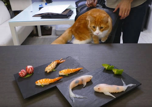 Độ sinh động của những miếng sushi cá koi khiến mèo cũng phải lầm tưởng đang nhìn thấy cá. Độ sinh động của những miếng sushi cá koi khiến mèo cũng phải lầm tưởng đang nhìn thấy cá.