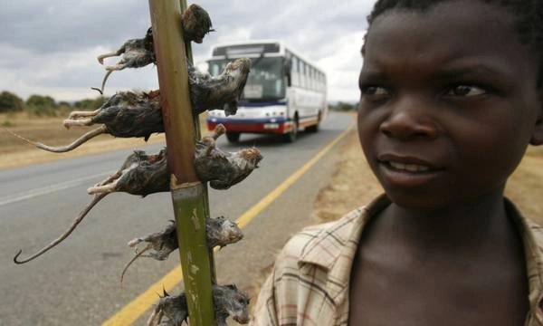 Một cậu bé bán những chú chuột đã được luộc chín trên đường tại thủ đô Malawi, Lilongwe. Ảnh: Thomas Mukoya / Reuters Một cậu bé bán những chú chuột đã được luộc chín trên đường tại thủ đô Malawi, Lilongwe. Ảnh: Thomas Mukoya / Reuters