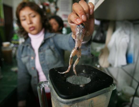 Ếch được dùng để pha chế thức uống tại một khu chợ ở San Juan de Lurigancho, Lima, thủ đô Peru. Ảnh: Mariana Bazo / Reuters Ếch được dùng để pha chế thức uống tại một khu chợ ở San Juan de Lurigancho, Lima, thủ đô Peru. Ảnh: Mariana Bazo / Reuters