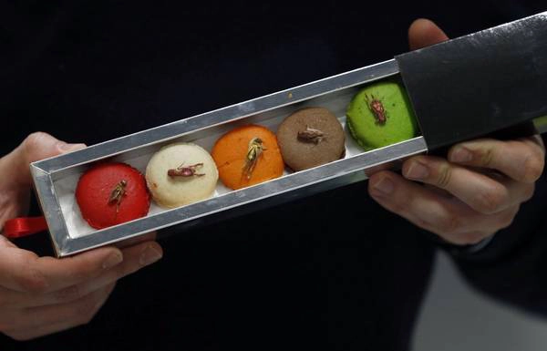 Micronutris, một công ty ở châu Âu chuyên sản xuất bánh hạnh nhân và trang trí chúng với các loại côn trùng. Ảnh: Regis Duvignau / Reuters Micronutris, một công ty ở châu Âu chuyên sản xuất bánh hạnh nhân và trang trí chúng với các loại côn trùng. Ảnh: Regis Duvignau / Reuters