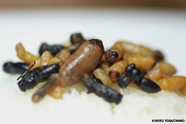 Hachinoko (ấu trùng ong) Hachinoko (ấu trùng ong)