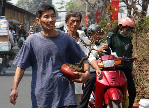 Những chậu mai chưa nở, hoặc nở ít được người Sài Gòn tìm mua chuẩn bị chưng ngày Tết. Ảnh: Duy Trần Những chậu mai chưa nở, hoặc nở ít được người Sài Gòn tìm mua chuẩn bị chưng ngày Tết. Ảnh: Duy Trần