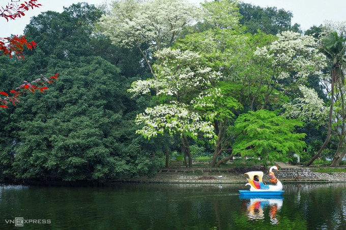 Hoa sưa gắn liền với thời gian chuyển mùa, từ đông sang xuân. Năm nay, do thời tiết thất thường, nắng ấm sau những ngày lạnh giá nên hoa sưa nở từ cuối tháng 2, sớm hơn hàng năm. Hoa sưa mọc thành chùm, kích thước mỗi bông 7 - 9 mm, mùi thơm nhẹ.  Mỗi năm, sưa chỉ nở một lần, kéo dài khoảng một tuần. Hà Nội hiện có hơn 1.400 cây sưa, được trồng nhiều ở trên đường Trần Hưng Đạo, Thanh Niên, hồ Giảng Võ, công viên Thống Nhất... Ảnh: Giang Trịnh.