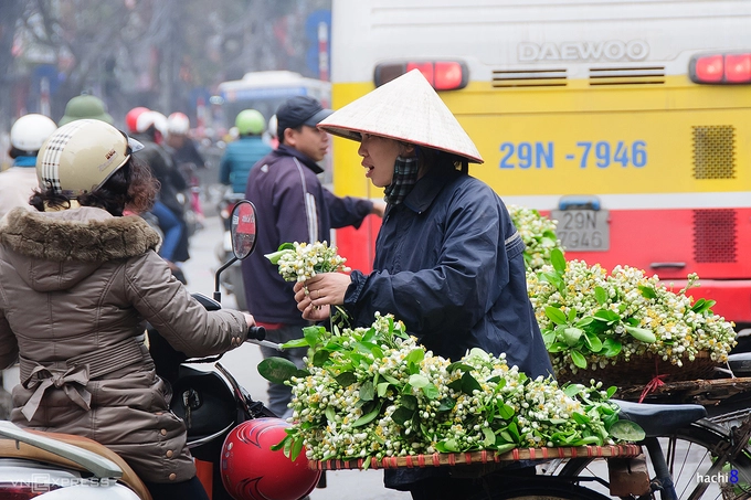 Tháng ba, trên nhiều con phố ở Hà Nội lại thơm nhè nhẹ mùi hoa bưởi từ những quầy, gánh hàng hoa chậm rãi đi khắp phố phường. Hoa bưởi mang vẻ ngoài mộc mạc nhưng hương thì nổi trội, chưa thấy hoa nhưng đã có thể cảm nhận được mùi thơm thanh khiết.  Người Hà Nội có thói quen mua hoa bưởi về đặt lên đĩa thắp hương, cắm trong lọ nhỏ, ướp trà, nấu chè hoặc gội đầu. Ảnh: hachi8.