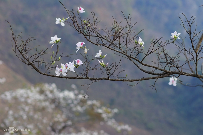 Hoa ban là một trong những biểu tượng của vùng Tây Bắc. Địa phương nổi tiếng với những rừng ban nở trắng đồi núi trong tháng 3 là Sơn La và Điện Biên. Du khách có thể bắt gặp mùa hoa khi chạy xe trên nhiều tuyến đường ở hai địa phương này.  Năm nay, lễ hội hoa ban (Điện Biên) cũng bị dừng tổ chức vì Covid-19. Ở Hà Nội, hoa ban được trồng nhiều nhất là khu vực lăng Chủ tịch Hồ Chí Minh và một số tuyến đường như Điện Biên Phủ, Thanh Niên, Trần Phú. Ảnh: Ngọc Thành.