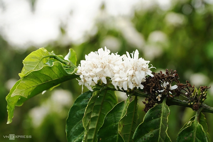 Hoa cà phê là nét đặc trưng của Tây Nguyên. Mỗi năm hoa thường nở khoảng 2-3 đợt, từ tháng 12 đến tháng 3 năm sau, mỗi đợt dài từ 7 đến 10 ngày nên không phải ai cũng có cơ hội được chiêm ngưỡng.  Nhiều nơi trồng cây cà phê, nhưng Pleiku (Gia Lai) và Buôn Ma Thuột (Đắk Lắk) là nơi có những rừng hoa cà phê lớn nhất. Chỉ qua một đêm, những cánh rừng cà phê xanh chuyển hoa trắng dưới bầu trời trong xanh và cái nắng dịu nhẹ. Hoa cà phê nở thành từng chùm, mùi hương dịu nhẹ lan toả, quyến rũ ong bướm khắp nơi bay về hút mật. Ảnh: Phong Vinh.