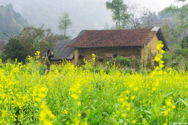 Nếu muốn trải nghiệm các cung đường kết hợp ngắm hoa cải, Hà Giang cũng là địa điểm không thể bỏ qua. Bên cạnh việc không thu phí, hoa cải ở cao nguyên đá còn mang vẻ đẹp hoang sơ giữa khung cảnh hùng vĩ. Ảnh: Trần Việt Anh. Nếu muốn trải nghiệm các cung đường kết hợp ngắm hoa cải, Hà Giang cũng là địa điểm không thể bỏ qua. Bên cạnh việc không thu phí, hoa cải ở cao nguyên đá còn mang vẻ đẹp hoang sơ giữa khung cảnh hùng vĩ. Ảnh: Trần Việt Anh.