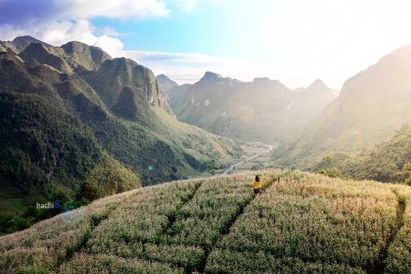 Các vườn hoa tam giác mạch thu phí khách vào tham quan, chụp ảnh với giá 10.000 - 20.000 đồng một người. Từ Hà Nội, bạn nên dành khoảng 3 ngày để di chuyển, ngắm cảnh và trải nghiệm các nét văn hóa của cao nguyên đá. Ảnh: Hachi8 Các vườn hoa tam giác mạch thu phí khách vào tham quan, chụp ảnh với giá 10.000 - 20.000 đồng một người. Từ Hà Nội, bạn nên dành khoảng 3 ngày để di chuyển, ngắm cảnh và trải nghiệm các nét văn hóa của cao nguyên đá. Ảnh: Hachi8