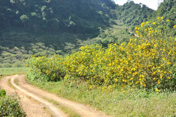 Ở miền Bắc, Mộc Châu, Ba Vì là nơi hút dân phượt vào mùa dã quỳ. Những vạt hoa vào tháng 11 trải dài theo các con đường đất đỏ, nhiều nhất là lối lên đồi chè Tân Lập, Pa Phách (Mộc Châu). Ảnh: Tâm An. Ở miền Bắc, Mộc Châu, Ba Vì là nơi hút dân phượt vào mùa dã quỳ. Những vạt hoa vào tháng 11 trải dài theo các con đường đất đỏ, nhiều nhất là lối lên đồi chè Tân Lập, Pa Phách (Mộc Châu). Ảnh: Tâm An.