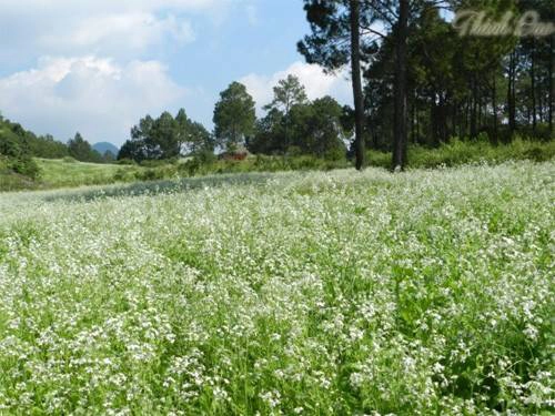 Mộc Châu cách Hà Nội khoảng 180 km. Từ QL6, bạn có thể đi xe khách, ôtô hoặc xe máy tới đây. Giá vé cho mỗi lượt vào khoảng 10.000-20.000 đồng, có nơi không thu phí. Ảnh: Giangvan. Mộc Châu cách Hà Nội khoảng 180 km. Từ QL6, bạn có thể đi xe khách, ôtô hoặc xe máy tới đây. Giá vé cho mỗi lượt vào khoảng 10.000-20.000 đồng, có nơi không thu phí. Ảnh: Giangvan.