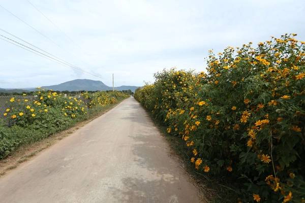 Ở miền Bắc, bạn có thể săn loại hoa này ở Tân Lập, Pa Phách (Mộc Châu) và Ba Vì. Ảnh: Johnnylee311/phuot.vn. Ở miền Bắc, bạn có thể săn loại hoa này ở Tân Lập, Pa Phách (Mộc Châu) và Ba Vì. Ảnh: Johnnylee311/phuot.vn.