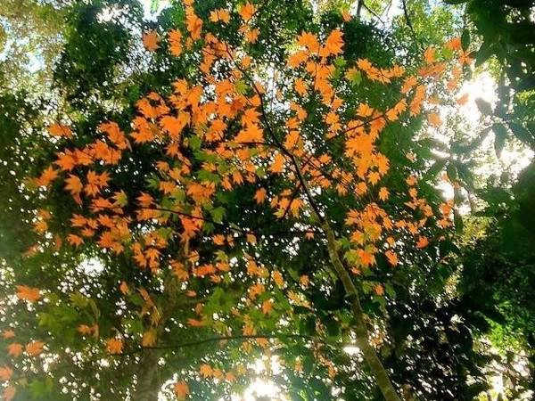 Lá phong Đà Lạt: Khu rừng lá phong nằm trên một đảo giữa hồ Tuyền Lâm, TP Đà Lạt. Để đến rừng lá phong, bạn chèo thuyền trên hồ, ra đảo. Ngoài ngắm lá phong, bạn còn được hái hồng, hái rau... Ảnh: Anh Tuấn. Lá phong Đà Lạt: Khu rừng lá phong nằm trên một đảo giữa hồ Tuyền Lâm, TP Đà Lạt. Để đến rừng lá phong, bạn chèo thuyền trên hồ, ra đảo. Ngoài ngắm lá phong, bạn còn được hái hồng, hái rau... Ảnh: Anh Tuấn.