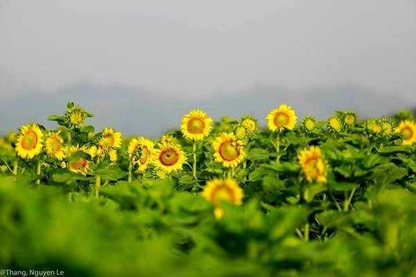 Hoa hướng dương: Tháng 11 đến tháng 12 là thời điểm hoa hướng dương nở rực rỡ nhất. Cách đây vài ngày, có hai điểm để giới trẻ săn hoa hướng dương là huyện Đức Trọng, Lâm Đồng (thuộc trang trại TH True Milk) và Nghĩa Đàn, Nghệ An. Hoa hướng dương ở Đức Trọng đã được thu hoạch nên hiện giờ chỉ còn ở Nghĩa Đàn. Ảnh: Thangnguyenle. Hoa hướng dương: Tháng 11 đến tháng 12 là thời điểm hoa hướng dương nở rực rỡ nhất. Cách đây vài ngày, có hai điểm để giới trẻ săn hoa hướng dương là huyện Đức Trọng, Lâm Đồng (thuộc trang trại TH True Milk) và Nghĩa Đàn, Nghệ An. Hoa hướng dương ở Đức Trọng đã được thu hoạch nên hiện giờ chỉ còn ở Nghĩa Đàn. Ảnh: Thangnguyenle.