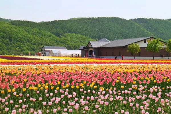 Hay trong các công viên. Công viên hoa tulip Kamiyubetsu nằm ở Yubetsu Town cách Sapporo 270 km. Hay trong các công viên. Công viên hoa tulip Kamiyubetsu nằm ở Yubetsu Town cách Sapporo 270 km.