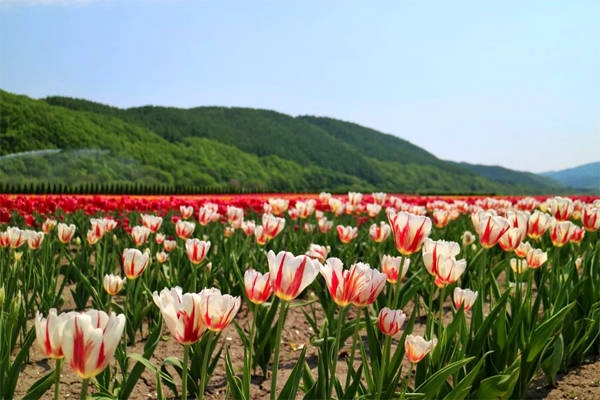 Công viên mở cửa khi mùa hoa tulip bắt đầu nở, đầu tháng 5 đến đầu tháng 6. Đây là vườn hoa tulip to nhất ở Nhật, rộng hơn 70 nghìn m2, trồng đến 200 loại hoa khác nhau. Công viên mở cửa khi mùa hoa tulip bắt đầu nở, đầu tháng 5 đến đầu tháng 6. Đây là vườn hoa tulip to nhất ở Nhật, rộng hơn 70 nghìn m2, trồng đến 200 loại hoa khác nhau.