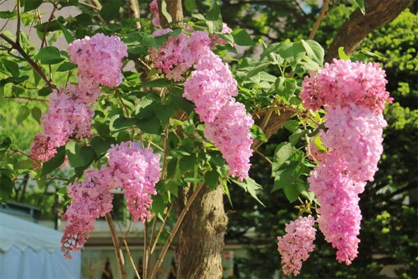 Hoa tử đinh hương (lilac) nở rất nhiều vào đầu tháng 6 ở Sapporo. Hoa tử đinh hương (lilac) nở rất nhiều vào đầu tháng 6 ở Sapporo.