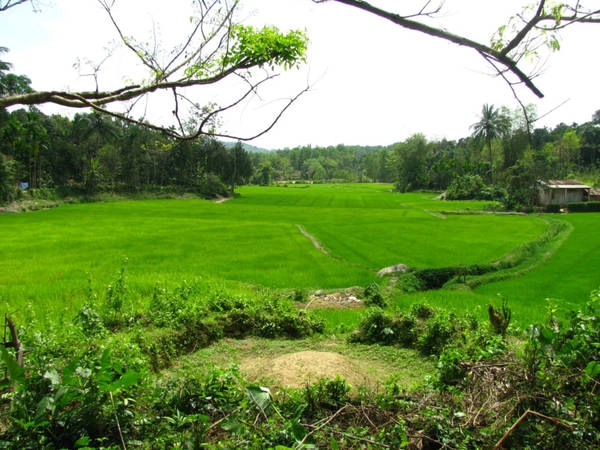 Vẻ đẹp xanh mướt từ những hàng cây, vũng ruộng mơn mởn cùng những ngôi nhà cổ mang kiến trúc thuần Việt là điều khiến đôi chân du khách không muốn rời Lộc Yên. Ảnh: Khánh Hiền. Vẻ đẹp xanh mướt từ những hàng cây, vũng ruộng mơn mởn cùng những ngôi nhà cổ mang kiến trúc thuần Việt là điều khiến đôi chân du khách không muốn rời Lộc Yên. Ảnh: Khánh Hiền.