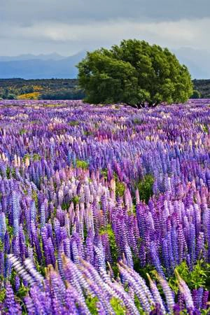 Công viên quốc gia Fiordland, New Zealand: Hàng năm vào cuối tháng 11, đầu tháng 12, những cánh đồng hoa Russell Lupins tím ngắt lại nở rộ khắp hòn đảo phía nam New Zealand. Một trong những nơi đẹp nhất là ở công viên quốc gia Fiordland. Công viên quốc gia Fiordland, New Zealand: Hàng năm vào cuối tháng 11, đầu tháng 12, những cánh đồng hoa Russell Lupins tím ngắt lại nở rộ khắp hòn đảo phía nam New Zealand. Một trong những nơi đẹp nhất là ở công viên quốc gia Fiordland.