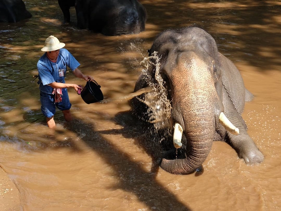 Cách thành phố Chiang Mai khoảng 30 km, trại voi Mae Sa tọa lạc giữa những tán cây rừng tươi tốt, nằm trọn trong thung lũng đẹp như tranh vẽ khi có sông và núi bao quanh. Đây là nhà của hơn 70 chú voi đã được thuần hóa. Hàng ngày, người ta đưa voi đi tắm mát dưới dòng sông, cho voi ăn và cho chúng luyện tập và chơi đùa. Ảnh: @porplevietnamese Cách thành phố Chiang Mai khoảng 30 km, trại voi Mae Sa tọa lạc giữa những tán cây rừng tươi tốt, nằm trọn trong thung lũng đẹp như tranh vẽ khi có sông và núi bao quanh. Đây là nhà của hơn 70 chú voi đã được thuần hóa. Hàng ngày, người ta đưa voi đi tắm mát dưới dòng sông, cho voi ăn và cho chúng luyện tập và chơi đùa. Ảnh: @porplevietnamese