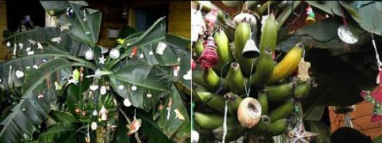 6. Ấn Độ: Ấn Độ chỉ có một phần nhỏ dân số theo đạo Kito và họ đón Giáng sinh theo cách riêng. Thay vì trang trí cây thông Noel rực rỡ như nhiều nước khác trên thế giới thì ở đây, họ lại trang trí trên cây chuối. 6. Ấn Độ: Ấn Độ chỉ có một phần nhỏ dân số theo đạo Kito và họ đón Giáng sinh theo cách riêng. Thay vì trang trí cây thông Noel rực rỡ như nhiều nước khác trên thế giới thì ở đây, họ lại trang trí trên cây chuối.