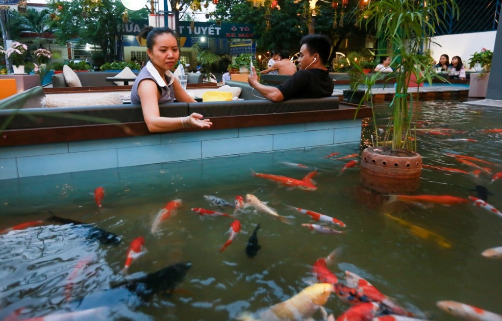 Đến đây, bạn sẽ có dịp quan sát và cho cá ăn. Nhân viên sẽ phát đồ ăn cho cá miễn phí với khách có nhu cầu. Không gian sân thượng, phòng máy lạnh, khu vực hút thuốc đều có góc nhìn nhìn hồ cá. Thực đơn của quán đa dạng, giá dao động từ 20.000 đồng nhưng chưa được khách đánh giá cao. Ảnh: Quỳnh Trần. Đến đây, bạn sẽ có dịp quan sát và cho cá ăn. Nhân viên sẽ phát đồ ăn cho cá miễn phí với khách có nhu cầu. Không gian sân thượng, phòng máy lạnh, khu vực hút thuốc đều có góc nhìn nhìn hồ cá. Thực đơn của quán đa dạng, giá dao động từ 20.000 đồng nhưng chưa được khách đánh giá cao. Ảnh: Quỳnh Trần.