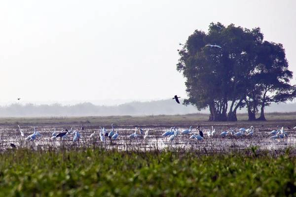 Khu dự trữ sinh quyển Ramsar thứ 2.000 của thế giới nỗi tiếng với sự có mặt của sếu đầu đỏ, một trong những loại chim được ghi vào sách đỏ. Ngoài ra, khám phá thế giới của các loại chim, nếu đến đây vào thời gian này, bạn sẽ được chiêm ngưỡng và pose hình với thảm hoa vàng rực rỡ của nơi đây. Ảnh: Hải An nhungsanchimtaimientay-ivivu-10