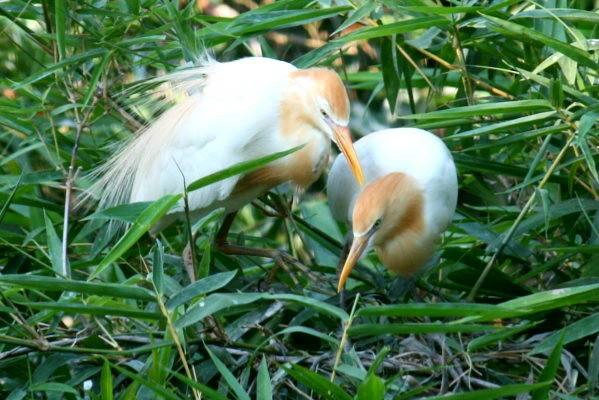 Vườn cò Tân Long tọa lạc tại xã Long Bình, huyện Ngã Năm, Sóc Trăng. Cách đến nơi này như sau: từ thị trấn Ngã Năm, thuộc huyện Ngã Năm, bạn đi dọc theo tỉnh lộ 42 khoảng 5km, sẽ đến vườn cò. Ngoài đường bộ, bạn có thể thả thuyền trên dòng kênh mát rượi uốn lượn theo tỉnh lộ 42 để đến đây. Ảnh:sotaydulich. nhungsanchimtaimientay-ivivu-5