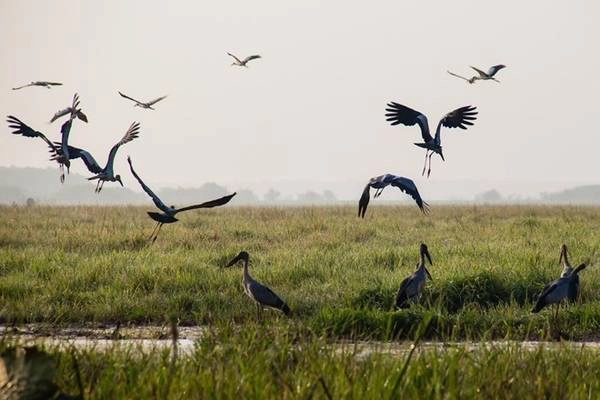 Đường ngắn nhất từ Sài Gòn đi Tràm Chim (Đồng Tháp) là theo đường N2, khoảng 140km. Từ Sài Gòn, đến vòng xoay Phú Lâm, vào đường Bà Hom, thẳng tỉnh lộ 10, đến Đức Hòa. Đến ngã ba Đức Hòa, rẽ trái vào tỉnh lộ 9. Đi trên tỉnh lộ 9 khoảng 3 km, rẽ phải theo đường đất (xe hơi đi được) ra đường N 2. Theo đường N 2 đến Thạnh Hóa, vào quốc lộ 62. Theo quốc lộ 62 đến Tân Thạnh, vào tỉnh lộ 829, 844 đến Tràm Chim. Ảnh: Hải An. nhungsanchimtaimientay-ivivu-9