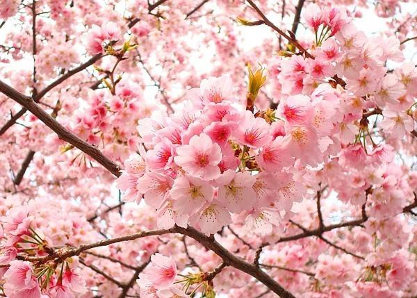 nhung-thanh-pho-thich-hop-de-ngam-hoa-anh-dao-ivivu-1