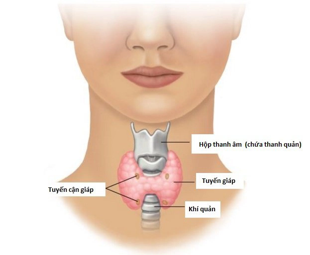 sinh lý tuyến giáp