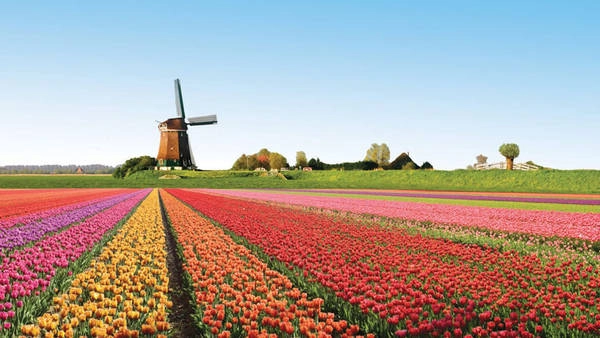 Du lịch Hà Lan - hoa tulip Keukenhof ở Lisse - iVIVU.com