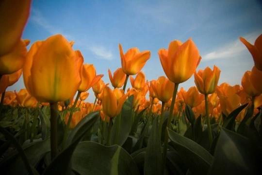 Tulip_iVIVU10