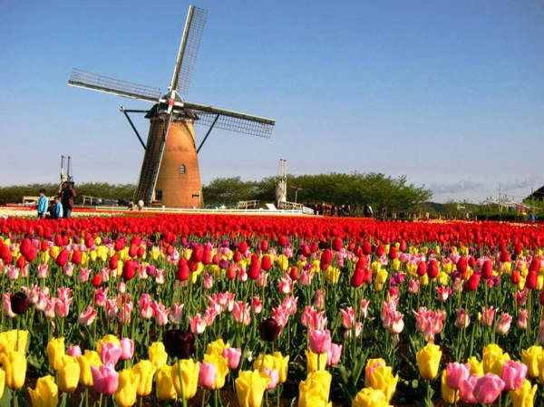 Cánh đồng hoa tulip ở Hà Lan. 