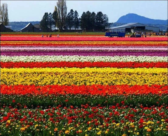 Cánh đồng hoa tulip ở Hà Lan. 