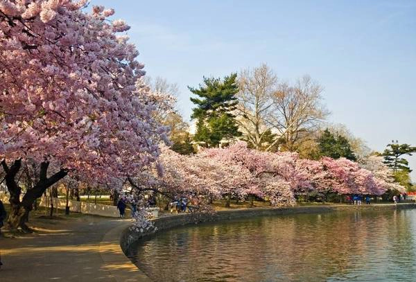 Tokyo giữa mùa hoa anh đào. 