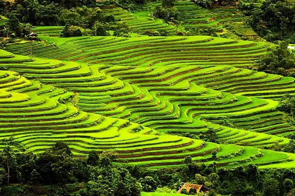 Thời điểm mùa lúa chín ở Hoàng Su Phì là khoảng từ tháng 9 đến cuối tháng 10 dương lịch. Do vậy muốn chiêm ngưỡng Hoàng Su Phì mùa lúa chín thì bạn nên đến vào khoảng thời gian này. Ảnh: Dulich24. Thời điểm mùa lúa chín ở Hoàng Su Phì là khoảng từ tháng 9 đến cuối tháng 10 dương lịch. Do vậy muốn chiêm ngưỡng Hoàng Su Phì mùa lúa chín thì bạn nên đến vào khoảng thời gian này. Ảnh: Dulich24.