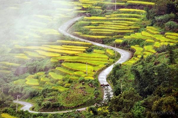 Đầu tháng 9, khắp các bản làng hay những cung đường tại xã Y Tý, huyện Bát Xát, Lào Cai lại được nhuộm một màu vàng óng ả. Ảnh: Hanoitv. Đầu tháng 9, khắp các bản làng hay những cung đường tại xã Y Tý, huyện Bát Xát, Lào Cai lại được nhuộm một màu vàng óng ả. Ảnh: Hanoitv.