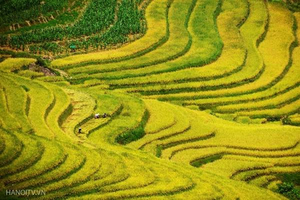 Y Tý sẽ mang lại cho bạn cảm giác khác biệt với những nơi khác. Đến đây, bạn sẽ được ngắm nhìn nhiều ruộng bậc thang nằm rải rác dưới chân núi, với nhiều hình thái, màu sắc. Và đặc biệt, bạn còn có thể bắt gặp những biển mây bất chợt tràn trên ruộng. Ảnh: Hanoitv. Y Tý sẽ mang lại cho bạn cảm giác khác biệt với những nơi khác. Đến đây, bạn sẽ được ngắm nhìn nhiều ruộng bậc thang nằm rải rác dưới chân núi, với nhiều hình thái, màu sắc. Và đặc biệt, bạn còn có thể bắt gặp những biển mây bất chợt tràn trên ruộng. Ảnh: Hanoitv.