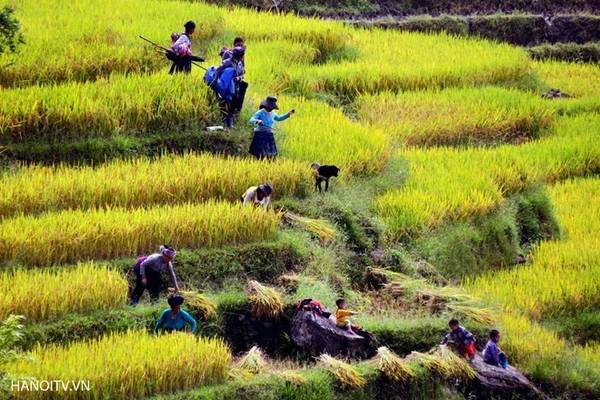 Những vạt mây bồng bềnh trong thung lũng, quyện với màu vàng óng ả của lúa chín, tạo nên một bức tranh sơn mặc trữ tình. Ảnh: Hanoitv. Những vạt mây bồng bềnh trong thung lũng, quyện với màu vàng óng ả của lúa chín, tạo nên một bức tranh sơn mặc trữ tình. Ảnh: Hanoitv.