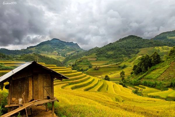 Những thửa ruộng bậc thang nối tiếp nhau chạy tít tắp tới tận chân trời. Cả đất trời như nhuộm một màu óng ả rực rỡ, của nắng thu và của lúa chín. Ảnh: Saokim999. Những thửa ruộng bậc thang nối tiếp nhau chạy tít tắp tới tận chân trời. Cả đất trời như nhuộm một màu óng ả rực rỡ, của nắng thu và của lúa chín. Ảnh: Saokim999.
