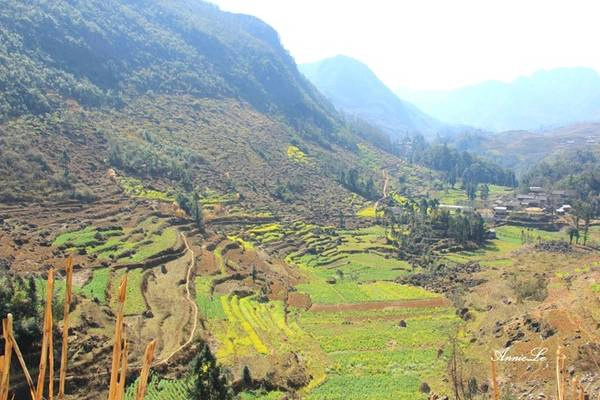 Thế nhưng, điều đặc biệt nhất ở Phố Bảng chưa phải là cổ trấn với những ngôi nhà vách đất mang đậm dấu ấn người Hoa, mà là thung lũng nhỏ nép mình bên con đèo dẫn thẳng ra cửa khẩu Phố Bảng.